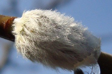 #WIOSNA #BAZIE #KWIATY #NATURA #PRZYRODA #KROPLAWODY #MAKRO #ODBICIE