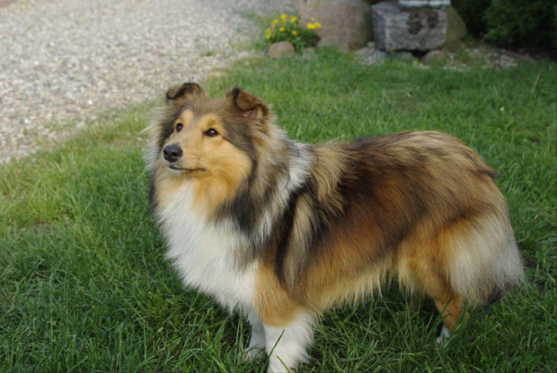 AUDREY Amber Sun FCI,
owczarek szetlandzki, sheltie #AUDREYAmberSunFCI