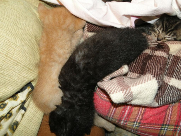 Koty do adopcji #adopcja #zwierzęta #koty #kot