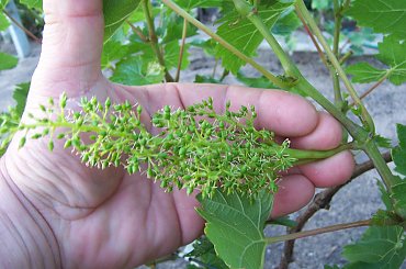 Arkadia #grona #winorośl