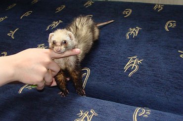 Pysia #adopcja #fretka #fretki #Pysia #SPF #Stowarzyszenie