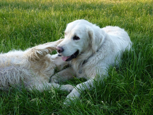 Brutus i Duffel, Park Bródnowski, 2011