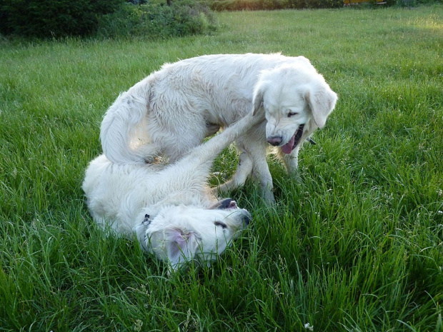 Brutus i Duffel, Park Bródnowski, 2011