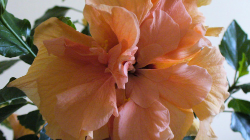 Hibiscus brzoskwiniowy pełny