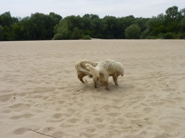 Brutus i Duffel, Wisła, czerwiec 2011