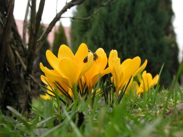 Crocus flavus 'Golden Yellow'