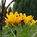 Crocus flavus 'Golden Yellow'