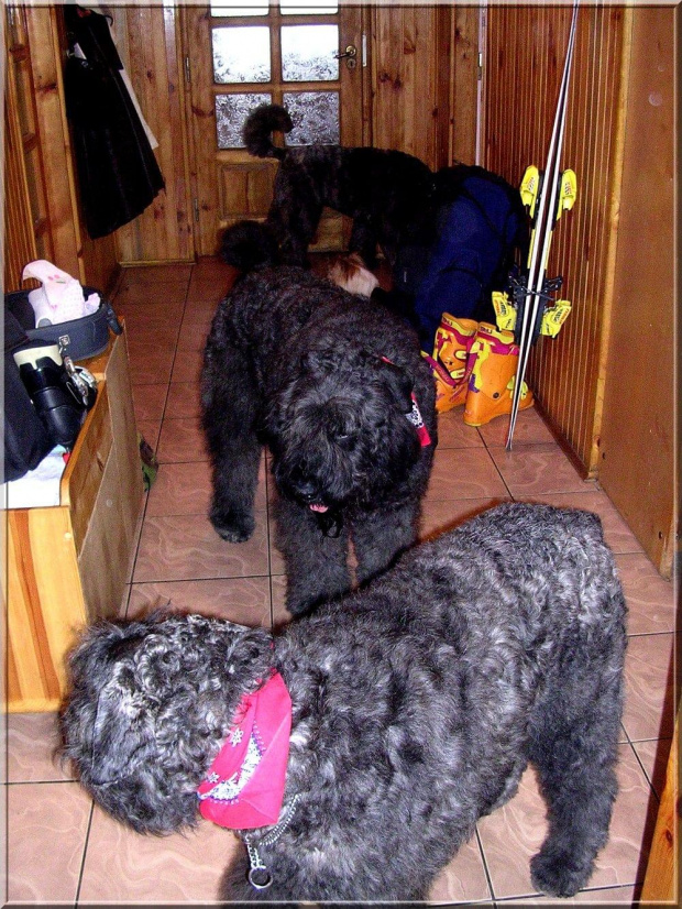 Bouvier des flandres, Krakers