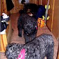 Bouvier des flandres, Krakers