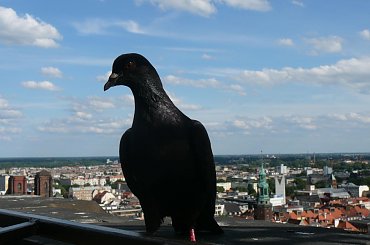 Widok z wieży widokowej W Wrocławiu #PtakPanorama