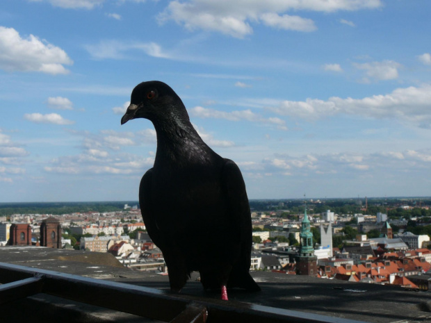 Widok z wieży widokowej W Wrocławiu #PtakPanorama