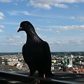 Widok z wieży widokowej W Wrocławiu #PtakPanorama