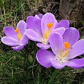 Crocus vernus 'Remembrance'