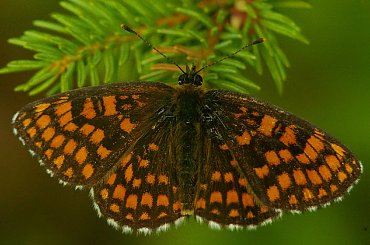 Makro #Robale #Makro #Owady