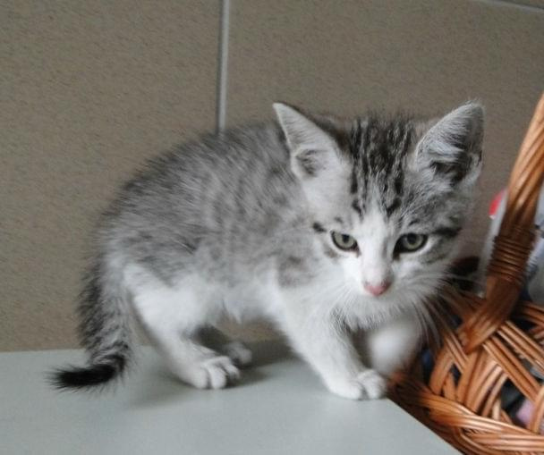 Koty do adopcji #koty #zwierzęta #psy #DoAdopcji #schronisko #schroniska #Gliwice #śląskie