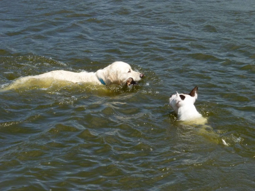 Brutus i Lola, Wisła, czerwiec 2011