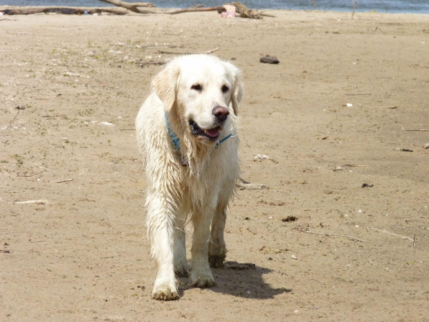 Brutus, Wisła, czerwiec 2011