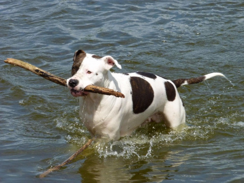 Lola, Wisła, czerwiec 2011