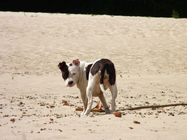 Lola, Wisła, czerwiec 2011