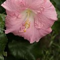 Hibiscus Gayle's Gift