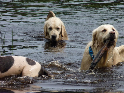 Brutus, Lola i Duffel, Kruczek, lipiec 2011