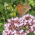 Strzępotek ruczajnik (Coenonympha pamphilus), motyl dzienny, jeden z najpowszechniej występujących w Polsce. Można go spotkać zarówno na polach i ugorach, jak też na polanach śródleśnych i skrajach lasów oraz na wilgotnych łąkach.Wierzch skrzydeł: Tło...