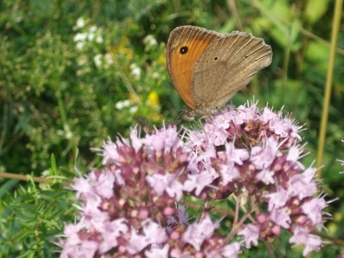 Strzępotek ruczajnik (Coenonympha pamphilus), motyl dzienny, jeden z najpowszechniej występujących w Polsce. Można go spotkać zarówno na polach i ugorach, jak też na polanach śródleśnych i skrajach lasów oraz na wilgotnych łąkach.Wierzch skrzydeł: Tło...