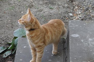 Kotka Ziuta #zabawa #humor