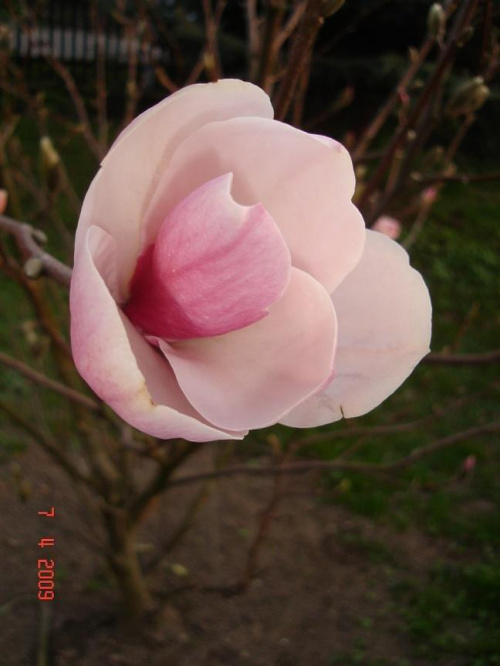 pąk magnoli