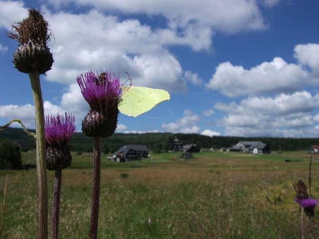 Listkowiec cytrynek (Gonepteryx rhamni) zwany również latolistek cytrynek. Jest to jedyny europejski motyl zimujący w opadłych liściach.
Skrzydła samców są cytrynowożółte, natomiast skrzydła samic zielonkawobiałe. Na skrzydłach znajdują się charakterys...