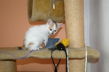 Koty do adopcji #AdopcjeZwierząt #DoAdopcji #dogo #kicie #kot #koty #miau #zwierzęta