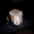 Dtciaki #szczury #szczur #rat #rats