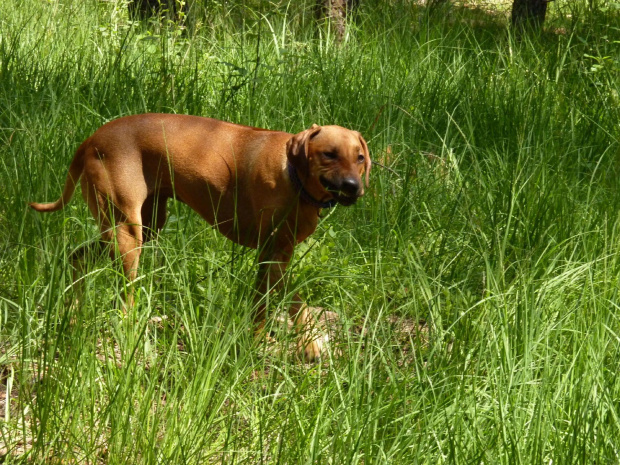 Zoja, Choszczówka, lipiec 2011