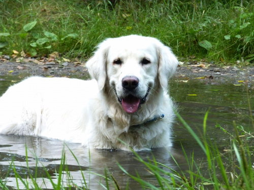 Brutus, Choszczówka, lipiec 2011