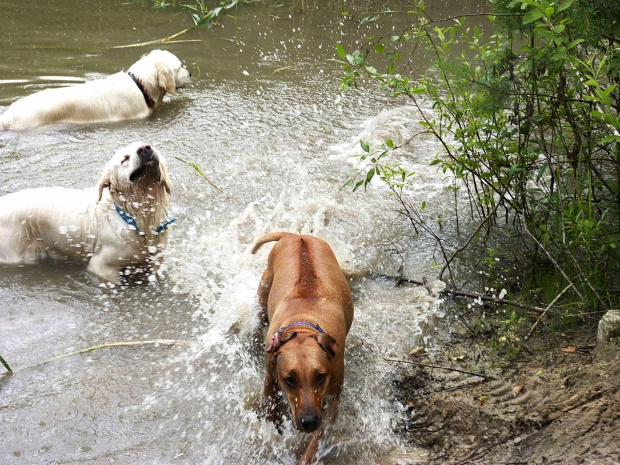 Brutus, Duffel i Zoja, Choszczówka, lipiec 2011