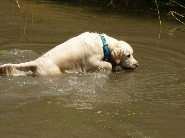 Brutus, Choszczówka, lipiec 2011