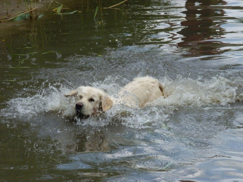 Brutus, Choszczówka, lipiec 2011