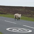 Lost sheep #owca #Anglia #droga