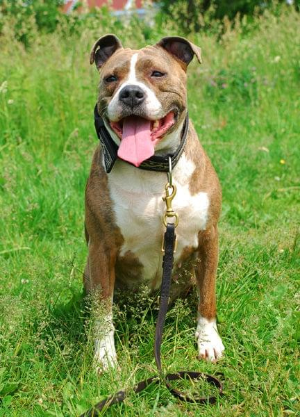 Negra- sunia amstaff do adopcji