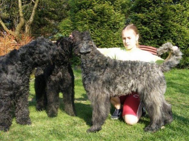 Bouvier des Flandres Breldream #BouvierDesFlandres #breldream #LooserBreldream #LadybirdBreldreram #LavinaBreldream