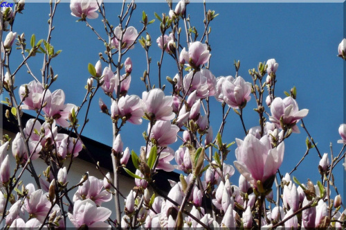 Oczarowana wiosna...:)