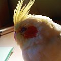 Jedno z moich ulubionych zdjęc mej Papużki. Przepraszam za jakość .Jak już pisałam , nie mam dobrego sprzetu , więc zdjęcia wykonuje telefonem . #Nimfa #Papuga #Zwierzęta