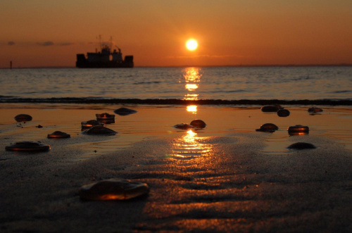 Szwecja: zachód słońca z perspektywy meduz #Szwecja #ZachódSłońca #meduzy #morze