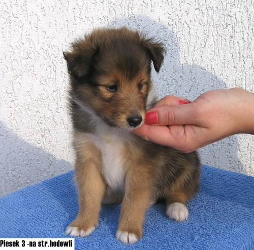 Hodowla Amber Sun, owczarek szetlandzki, sheltie #HodowlaAmberSun #OwczarekSzetlandzki #sheltie