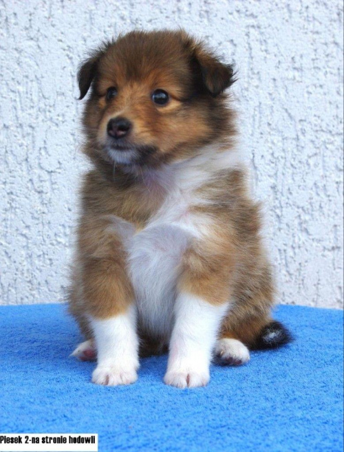 Hodowla Amber Sun, owczarek szetlandzki, sheltie #HodowlaAmberSun #OwczarekSzetlandzki #sheltie